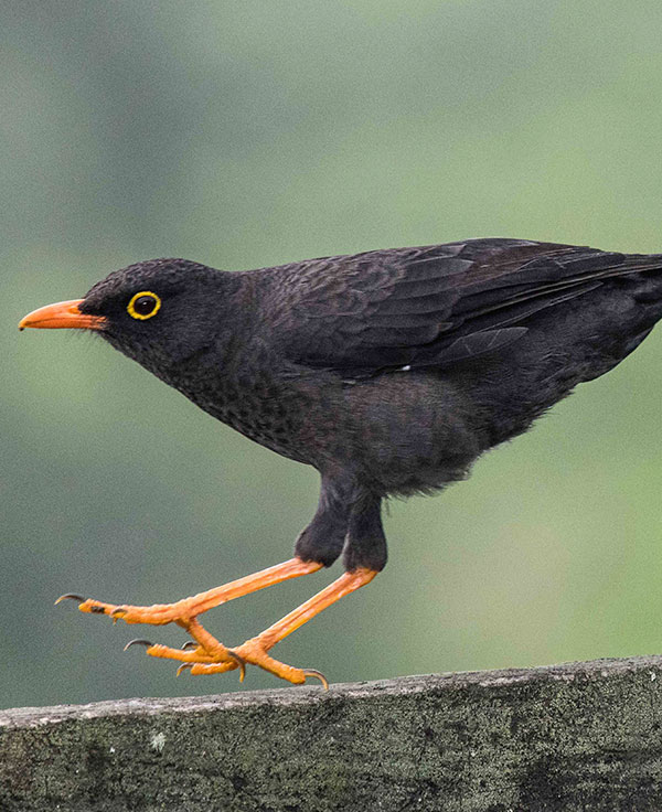 TURDUS-FUSCATER